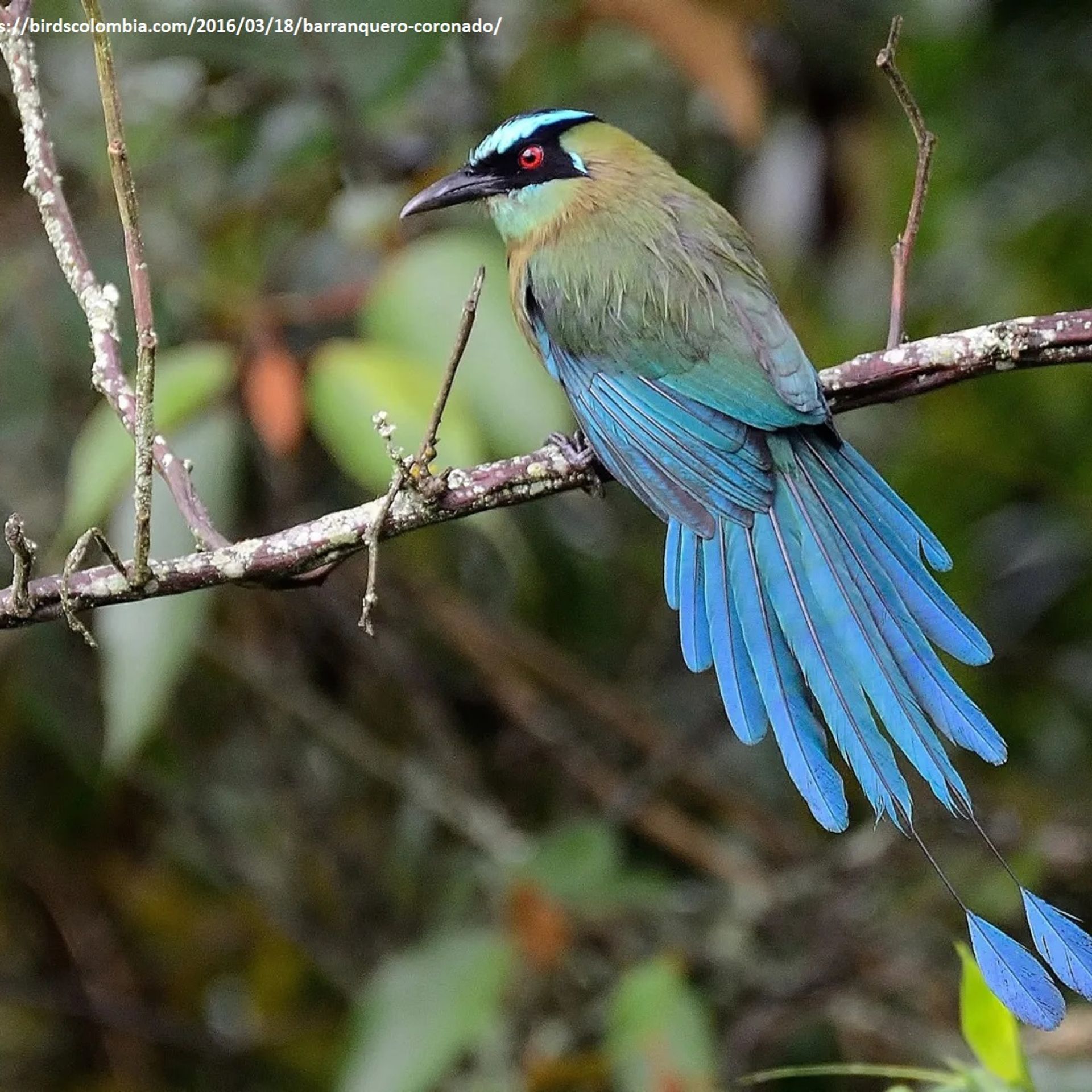 Barranquero Andino (Momotus aequatorialis)
