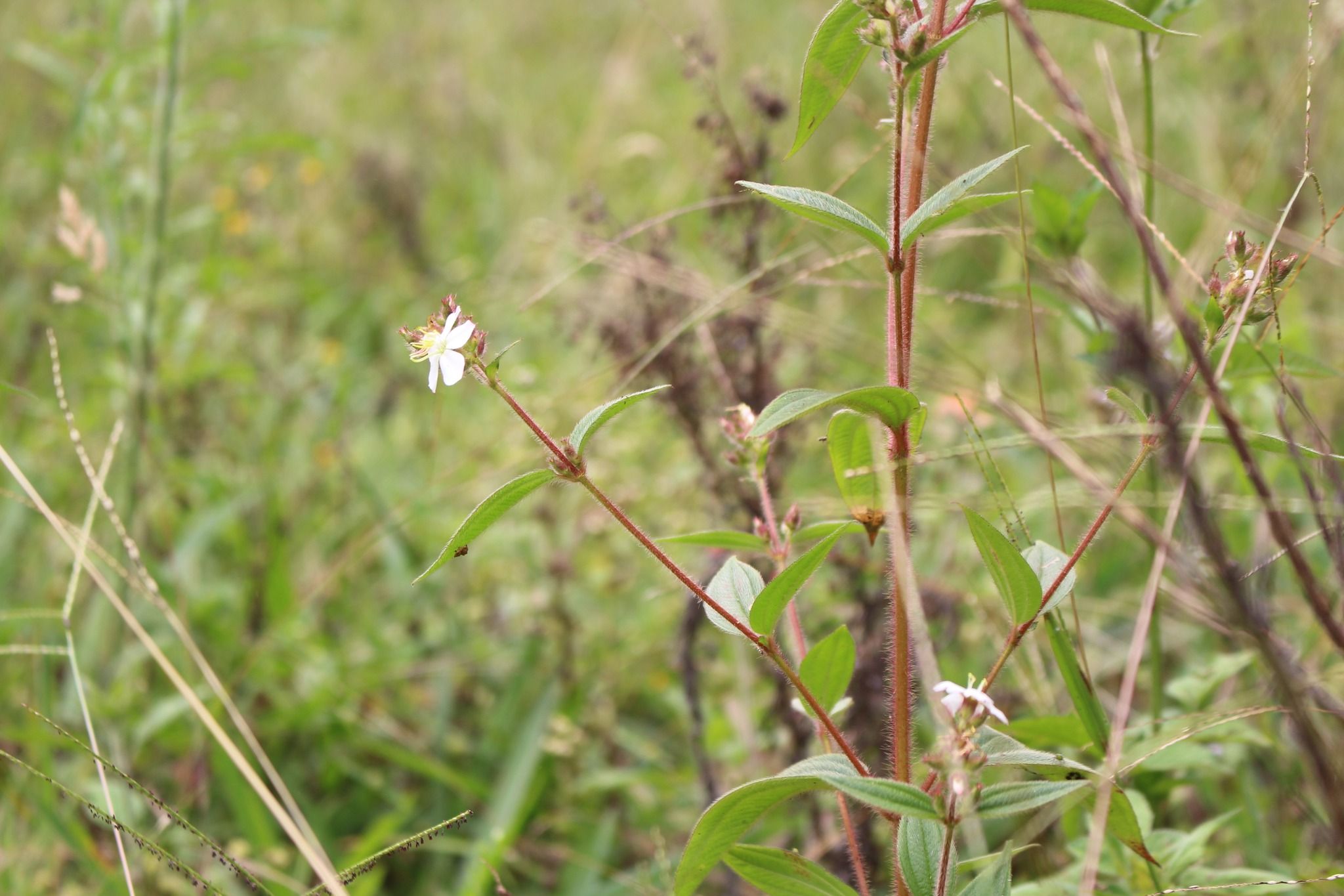 Fundación San Dimas | Flora