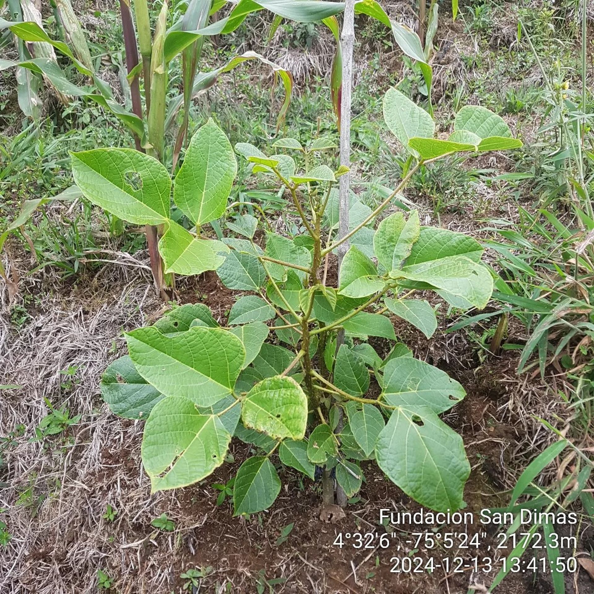 Flora4