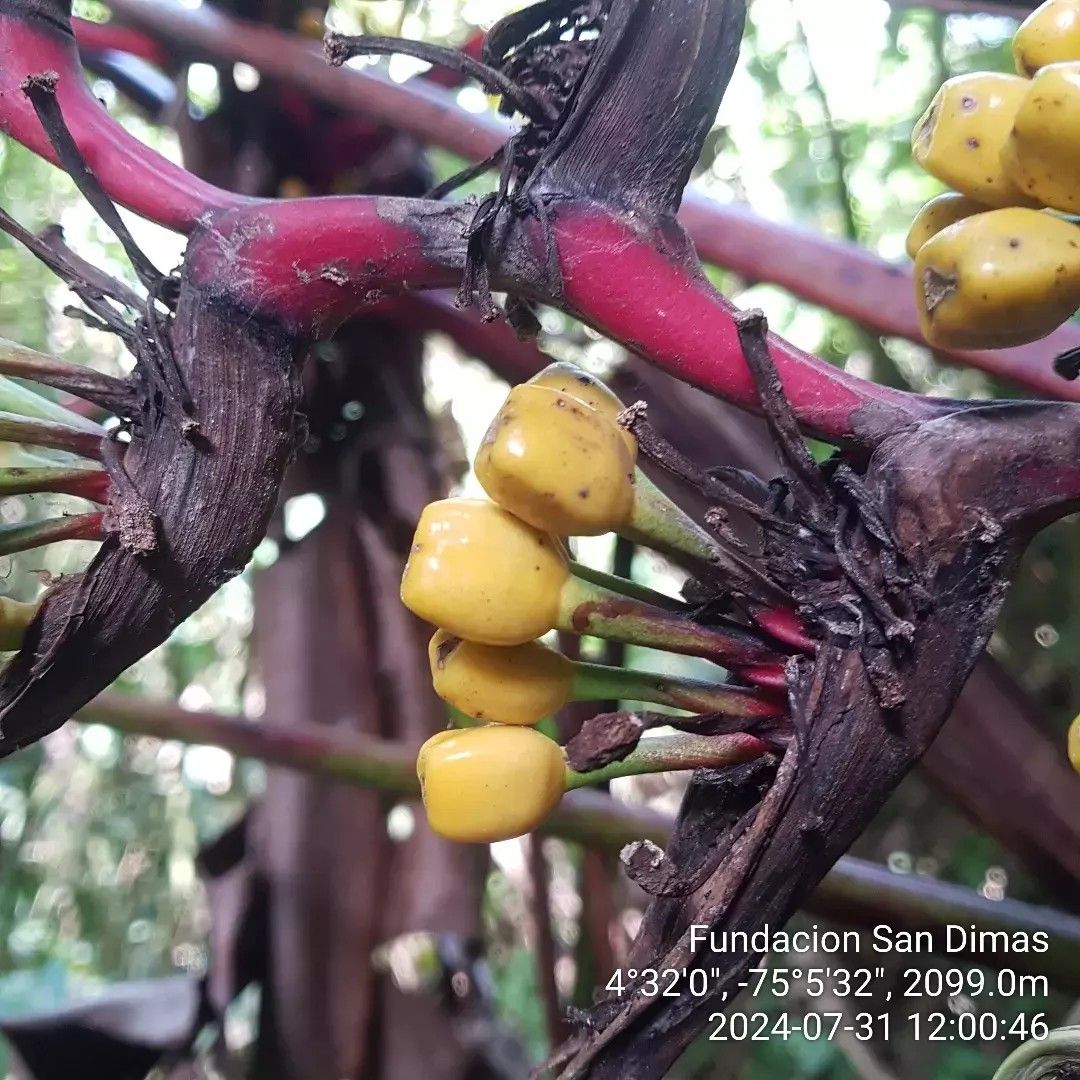 Fundación San Dimas | Flora