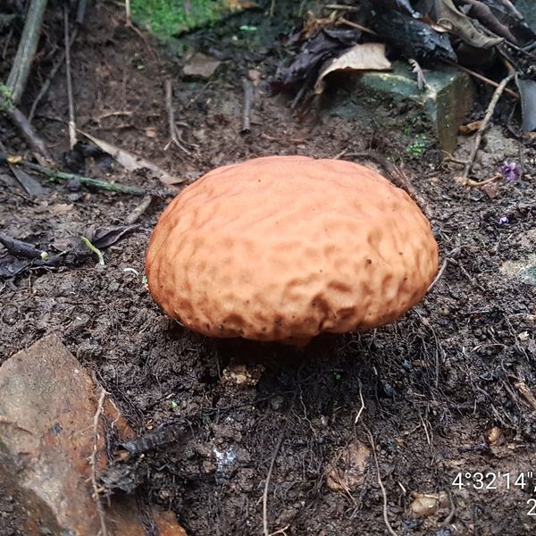 El Hongo del Estiércol: Un tesoro subestimado en la naturaleza.